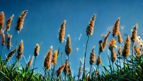 grasses in the wind,reed grass,cattails,wheat grasses,feather bristle grass,phragmites,Photography,General,Natural