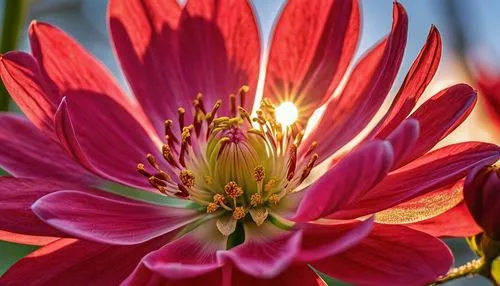 flower in sunset,vancouver dahlia,star dahlia,garden dahlia,red dahlia,dahlia flower,dahlia bloom,flame lily,dahlia flowers,dahlias,dahlia,flame flower,dahlia dahlia,filled dahlia,flower of dahlia,firecracker flower,pink dahlias,fire flower,orange dahlia,fire lily,Photography,General,Realistic