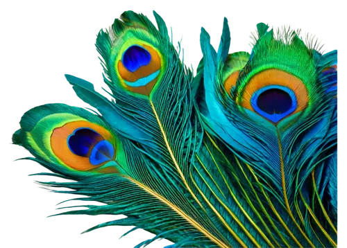 peacock feathers,peacock eye,parrot feathers,peacock,peacock feather,blue peacock,color feathers,beak feathers,fairy peacock,male peacock,blue parakeet,indian peafowl,peafowl,blue macaw,blue and gold macaw,colorful birds,blue parrot,peafowls,parakeets,parakeet,Illustration,Vector,Vector 11