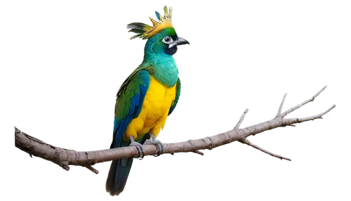 toucanet,yellow throated toucan,blue and gold macaw,guacamaya,yellow macaw,toco toucan,gouldian,blue-tailed bee-eater,toucan perched on a branch,keel-billed toucan,blue and yellow macaw,blue-capped motmot,chestnut-billed toucan,colorful birds,tropical bird,perched toucan,keel billed toucan,macaw,toucan,macaw hyacinth,Illustration,Abstract Fantasy,Abstract Fantasy 07