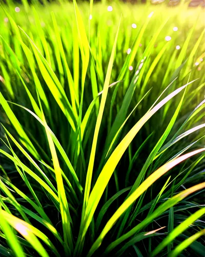 Green grass, vibrant blades, gentle sway, sunlight filtering through, soft focus, 3/4 composition, shallow depth of field, warm color tone, cinematic lighting, close-up shot, detailed texture, realist