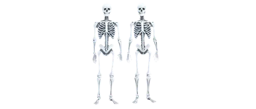 skeletal,osteoporotic,skeletons,osteopenia,human skeleton,osteoporosis,osteopath,osteoblast,skeletal structure,femurs,osteomalacia,osteopathy,osteopaths,osteopontin,osteological,skeleton,occipital,bones,radiographs,artificial joint,Conceptual Art,Sci-Fi,Sci-Fi 20