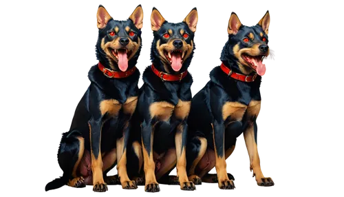 german shepards,beauceron,dobermann,manchester terrier,toy manchester terrier,doberman,pinscher,dobermannt,german pinscher,schutzhund,german shepherd,belgian shepherd malinois,king shepherd,three dogs,austrian pinscher,malinois,gsd,german shepherd dog,fila brasileiro,dog breed,Conceptual Art,Oil color,Oil Color 20