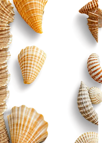 shells,seashells,in shells,sea shells,sea shell,seashell,marine gastropods,clamshells,blue sea shell pattern,snail shells,cowries,micromollusks,watercolor seashells,spiny sea shell,micromolluscs,shell seekers,beach shell,micromollusc,mollusks,molluscan,Art,Artistic Painting,Artistic Painting 33