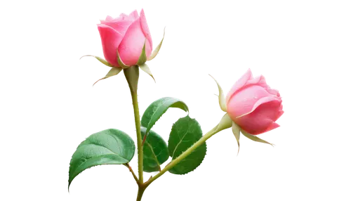 Beautiful rose, pink petals, delicate edges, green stem, thorny vines, dew droplets, soft focus, shallow depth of field, warm light, 3/4 composition, close-up shot, detailed texture, vibrant color ton