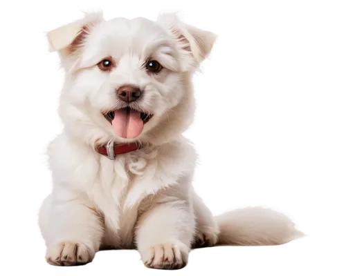 white dog,huichon,samoyedic,dog illustration,westie,atka,havanese,dog pure-breed,maltese,mixed breed dog,cheerful dog,portrait background,cute puppy,dog breed,pet portrait,dog drawing,transparent background,blonde dog,terrier,jack russell terrier,Conceptual Art,Daily,Daily 09