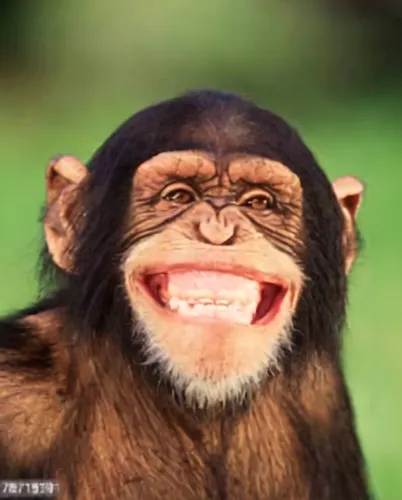 common chimpanzee,chimpanzee,barbary ape,chimp,barbary monkey,ape,funny animals,great apes,bonobo,cheeky monkey,primate,white-fronted capuchin,tufted capuchin,monkey,orang utan,crab-eating macaque,mon