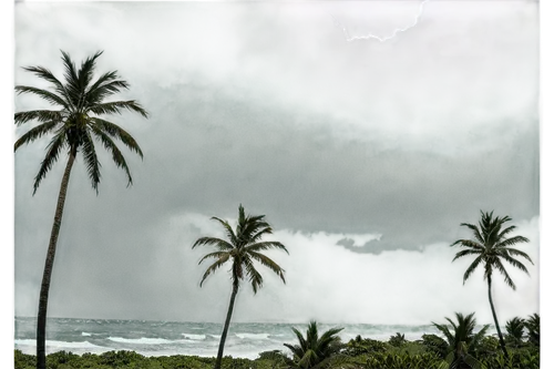 tempestuous,tropical cyclone,tormenta,coconut palms,barotropic,semitropical,substorms,storm clouds,superstorm,tempestad,monsoon banner,kwajalein,coconut trees,monsoon,yabucoa,intertropical,sea storm,varkala,tormentine,sturm,Photography,Documentary Photography,Documentary Photography 18