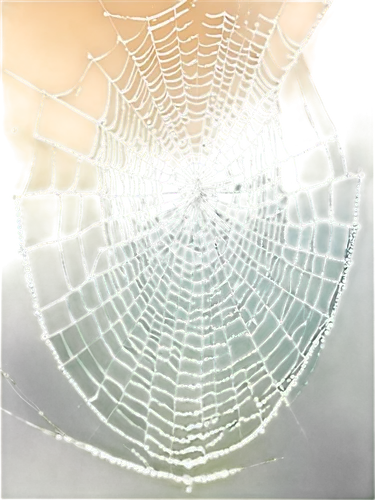 tangle-web spider,spider silk,spider web,spider's web,cobweb,spiderweb,web,spider net,morning dew in the cobweb,acorn leaf orb web spider,orb-weaver spider,cobwebs,widow spider,argiope,safety glass,web element,araneus,spider network,funnel web spider,webbing,Conceptual Art,Graffiti Art,Graffiti Art 04