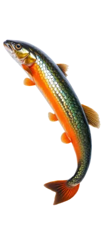 fjord trout,oncorhynchus,cichla,tobaccofish,freshwater fish,acanthorhynchus tenuirostris,cutthroat trout,coastal cutthroat trout,diamond tetra,rainbow trout,trout breeding,tritoma,wrasse,pickerel,anodorhynchus,gar,fish oil,pike,northern pike,ornamental fish,Conceptual Art,Sci-Fi,Sci-Fi 15