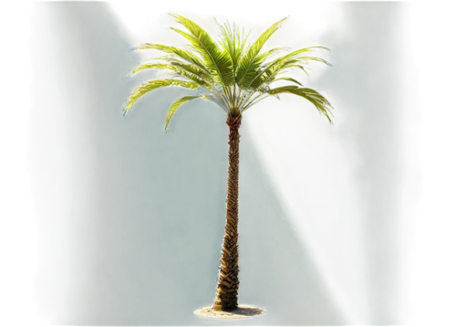 palm tree vector,palmtree,palm tree,coconut palm tree,potted palm,wine palm,fan palm,coconut tree,coconut palm,palm,easter palm,palm tree silhouette,white palm,cartoon palm,palm pasture,desert palm,coconut palms,norfolk island pine,palm in palm,date palm,Art,Artistic Painting,Artistic Painting 08