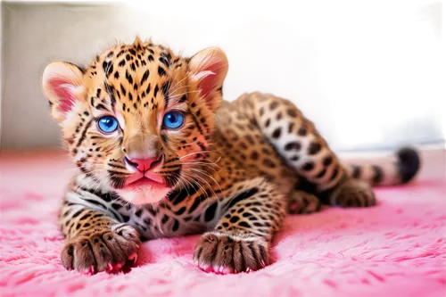 ocelot,leopard,cheeta,tiger cub,cheetor,ocelots,leopardus,leopards,cute animal,gepard,malayan tiger cub,baby animal,cheetah cub,cub,leopardskin,katoto,ferocious,the pink panter,exotic animals,poupard,Illustration,Vector,Vector 19