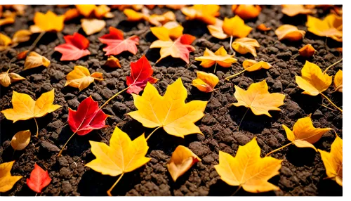 Fall leaves, autumn season, colorful, orange, yellow, red, brown, scattered on ground, crunchy texture, sunlight filtering through, shallow depth of field, warm color tone, cinematic lighting, 3/4 com