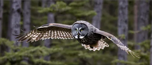 Great grey owl Lift Off<br /> Raymond's Canada Nature Photography Tours<br /> <br /> ray@raymondbarlow.com<br /> Nikon D810 ,Nikkor 200-400mm f/4G ED-IF AF-S VR<br /> 1/1000s f/5.0 at 400.0mm iso1600,