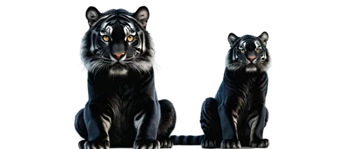 tiger png,derivable,civets,sumatran tiger,jaguars,tigers,stigers,tigerstar,bengalensis,panthera leo,sumatrana,harimau,tiger,tigon,panthera,felidae,genets,tigert,bengal tiger,gepard,Photography,Artistic Photography,Artistic Photography 15