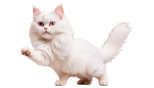 turkish angora,turkish van,british longhair cat,cats angora,domestic long-haired cat,polydactyl cat,white cat,japanese bobtail,selkirk rex,kurilian bobtail,cat vector,american curl,ragdoll,birman,angora,american bobtail,cat image,norwegian forest cat,breed cat,cute cat,Illustration,Black and White,Black and White 26