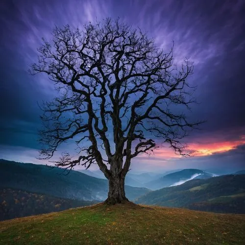 que passa na cabeça de um louco,isolated tree,lone tree,bare tree,magic tree,celtic tree,upward tree position,deciduous tree,old tree,flourishing tree,winter tree,seasonal tree,a tree,strange tree,lan