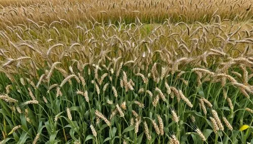 wheat field,wheat ears,rye in barley field,wheat field,wheat ear,barley field,wheat crops,strands of wheat,rye field,wheat fields,strand of wheat,green wheat,grain field,foxtail barley,wheat grain,fie