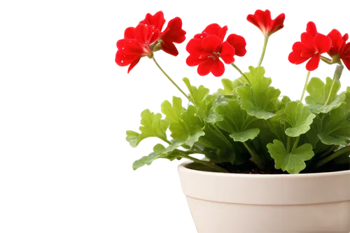 flowers png,kalanchoe,trollius download,red ranunculus,tulip background,red carnations,plantago,flower background,geraniums,red carnation,ranunculus red,pelargonium,red tulips,red and green,red flowers,mini carnation,hippeastrum,red anemones,potted flowers,dianthus,Illustration,Black and White,Black and White 06