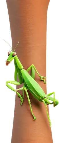 northern praying mantis (martial art),katydid,mantidae,praying mantis,grasshopper,mantis,locust,walking stick insect,band winged grasshoppers,locusts,cricket-like insect,insect,hyla,muroidea,patrol,scentless plant bugs,eumenidae,loukaniko,desert locust,miridae,Conceptual Art,Sci-Fi,Sci-Fi 18