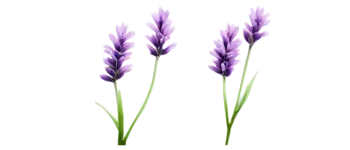 lavender flower,lavandula,the lavender flower,lavender flowers,flowers png,lavenders,wavelength,defends,lavendar,camassia,lavander,lavenu,light purple,lavender,purple background,lavender oil,purple wallpaper,purple,purple pageantry winds,flower background,Art,Classical Oil Painting,Classical Oil Painting 10