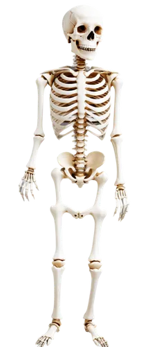 skeletal,calcium,human skeleton,skeleltt,skeleton,vintage skeleton,bone,skeletal structure,skeletons,chair png,bowl bones,bones,wood skeleton,die,endoskeleton,day of the dead skeleton,pile of bones,png image,wall,3d figure,Photography,Documentary Photography,Documentary Photography 31