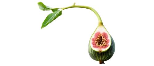 turkestan tulip,pitahaya,tulipa,tulpenbaum,pitahaja,flower bud,allium siculum,tulip,anthurium,magnoliaceae,funnel flower,flowers png,tulpenbüten,tulip magnolia,tulipa tarda,etlingera corneri,xanthorrhoeaceae,flower opening,vineyard tulip,the flower buds,Illustration,Paper based,Paper Based 09