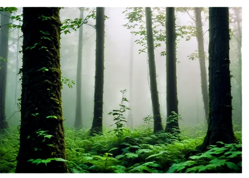 foggy forest,temperate coniferous forest,green forest,germany forest,coniferous forest,fir forest,tropical and subtropical coniferous forests,old-growth forest,forests,beech forest,elven forest,deciduous forest,the forests,holy forest,spruce forest,forest,forest dark,the forest,mixed forest,aaa,Photography,Fashion Photography,Fashion Photography 07