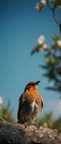 redbreast,puffbird,hoopoe,rufous,spinetail,european robin,Photography,General,Cinematic