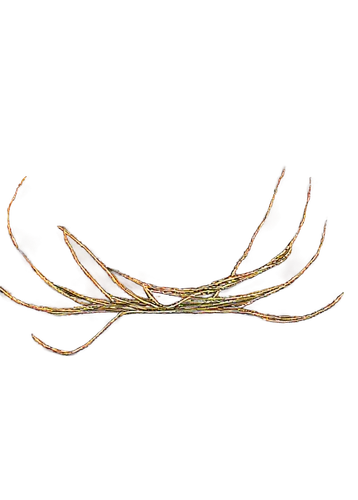 sinew,opisthobranch,microtubules,polychaetes,cytoskeletal,vastola,tubules,circlet,pipefishes,bitruncated,antlers,pseudoknot,longicornis,ercp,degenerative,cnidarian,ophiusa,diadegma,diadem spider,micropholis,Art,Artistic Painting,Artistic Painting 38