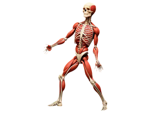 muscular system,human body anatomy,articulated manikin,skeletal structure,skeletal,human skeleton,anatomical,human anatomy,anatomy,rmuscles,the human body,skeleton,a wax dummy,human body,biomechanically,kinesiology,muscle angle,deep tissue,skeleltt,blood circulation,Illustration,Vector,Vector 15