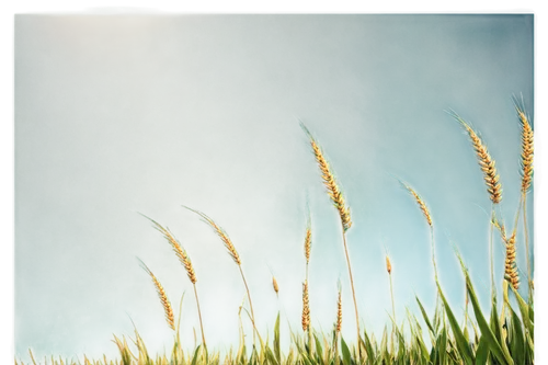 cordgrass,wheat germ grass,needlegrass,long grass,sweet grass plant,wheat grasses,wheat grass,feather bristle grass,reed grass,grass grasses,beach grass,blade of grass,block of grass,ornamental grass,sea oat grass,blades of grass,grass fronds,grasses in the wind,grass,hare tail grasses,Illustration,Realistic Fantasy,Realistic Fantasy 35