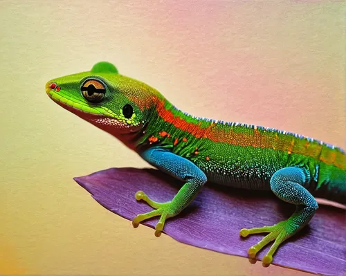 Create a heartfelt poem inspired by the colorful beauty of a day gecko.,day gecko,malagasy taggecko,wonder gecko,panther chameleon,meller's chameleon,coral finger tree frog,gecko,chameleon,beautiful c