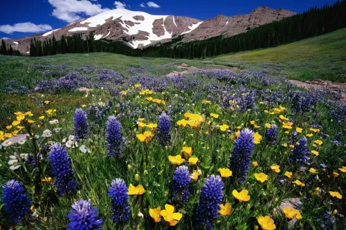 alpine meadow,alpine flowers,alpine meadows,mountain meadow,salt meadow landscape,wildflowers,alpine flower,meadow landscape,lupines,field of flowers,flowering meadow,wild flowers,alpine aster,flower meadow,meadow flowers,spring meadow,meadow,camas,wild meadow,wildflower meadow,Photography,Fashion Photography,Fashion Photography 05