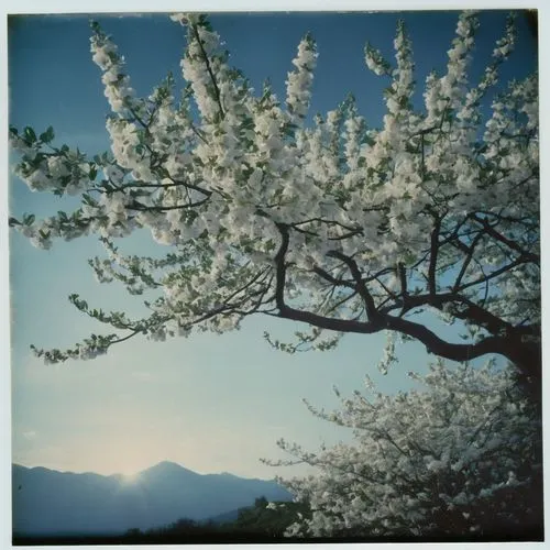 almond tree,almond blossoms,blossoming apple tree,apricot blossom,plum blossom,almond blossom,Photography,Documentary Photography,Documentary Photography 03