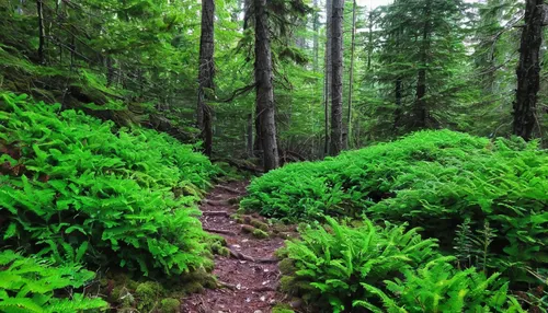 Again - believe it or not but we're on a very obvious trail here!! There are 2 or 3 sections of low bushes that would make for great bear-hiding terrain.,temperate coniferous forest,coniferous forest,