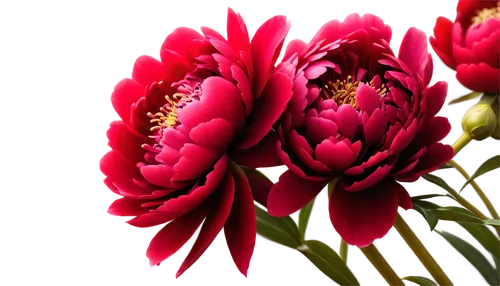 chrysanthemum background,red chrysanthemum,flowers png,tulip background,pink chrysanthemum,red carnations,chrysanthemum,chrysanthemum cherry,red tulips,chrysanthemum flowers,floral digital background,flower background,flower wallpaper,pink chrysanthemums,chrysanthemums,strawflower,celosia,celestial chrysanthemum,flower design,waratah,Illustration,Realistic Fantasy,Realistic Fantasy 18