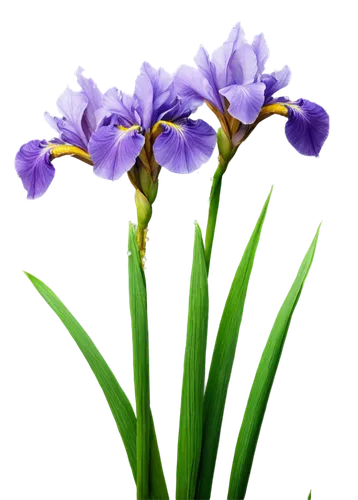 purple irises,irises,dwarf iris,flowers png,dutch iris,wild iris,violet flowers,purple flowers,flower background,purple flower,swamp iris,spiderwort,flower wallpaper,flower purple,iridaceae,lavender flower,lavender flowers,blu flower,purple crocus,tulipan violet,Illustration,Realistic Fantasy,Realistic Fantasy 44