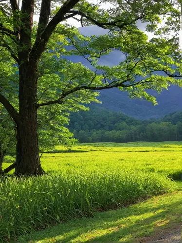 aaa,green landscape,background view nature,rural landscape,hokkaido,japan landscape,green meadow,meadow landscape,green forest,landscape background,green fields,rice field,country road,ricefield,the chubu sangaku national park,tree lined path,meadow and forest,the rice field,green trees,tree lined lane,Art,Classical Oil Painting,Classical Oil Painting 23