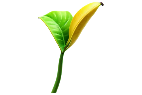 flowers png,spring leaf background,starfruit plant,serrano pepper,leaf bud,banana plant,ylang-ylang,anthurium,carambola,growth icon,aaa,aa,oleaceae,cleanup,banana flower,trumpet creeper,trumpet leaf,flower bud,star fruit,plant stem,Conceptual Art,Sci-Fi,Sci-Fi 08