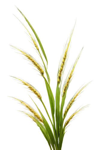 spikelets,sweet grass plant,green wheat,foxtail barley,elymus,septoria,wheat germ grass,wheat grasses,aegilops,ornamental grass,wheat ear,strand of wheat,sea oat grass,echinochloa,wheat grass,saltgrass,spikelet,needlegrass,feather bristle grass,sedge,Illustration,Realistic Fantasy,Realistic Fantasy 27