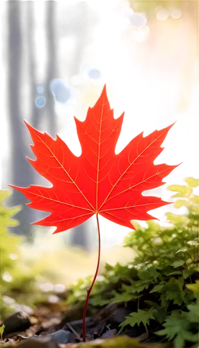 maple leaf red,red maple leaf,yellow maple leaf,maple leave,maple foliage,leaf background,maple leaves,red leaf,maple shadow,leaf maple,maple bush,red maple,maple tree,maple,redleaf,autumn leaf,fall leaf,maple branch,autumn frame,pointed-leaved maple,Illustration,Japanese style,Japanese Style 03