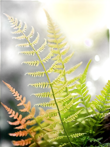 ferns and horsetails,fern plant,fern leaf,leaf fern,ferns,ostrich fern,fern fronds,tree ferns,fern,hornwort,cycad,frond,grass fronds,leaf background,urtica,naturopathy,aquatic plant,charophyta,nettle leaves,spring leaf background,Conceptual Art,Sci-Fi,Sci-Fi 24