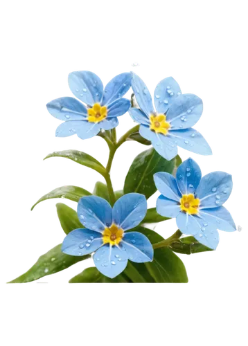 flowers png,alpine forget-me-not,myosotis,forget-me-nots,forget-me-not,blue daisies,blue flowers,forget me nots,blue flower,wood daisy background,anemone blanda,water forget me not,wood anemones,dayflower,mountain bluets,flower background,blue flax,blue petals,mertensia,blue chrysanthemum,Conceptual Art,Daily,Daily 14