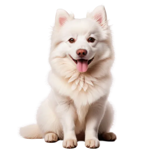 american eskimo dog,canadian eskimo dog,japanese spitz,samoyed,korean jindo dog,berger blanc suisse,pet vitamins & supplements,german spitz mittel,german spitz,akita inu,malamute,white shepherd,siberian husky,dog pure-breed,dog breed,icelandic sheepdog,labrador husky,white dog,greenland dog,german spitz klein,Photography,Black and white photography,Black and White Photography 06