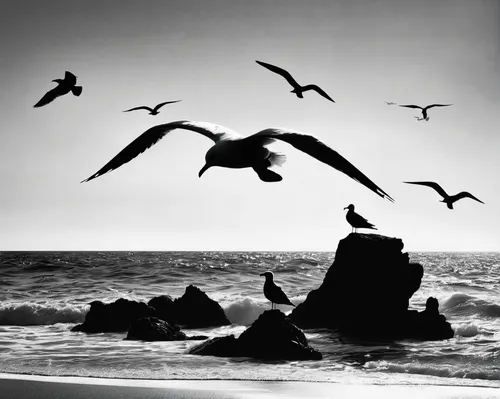 flying sea gulls,sea gulls,sea birds,gulls,seagulls,seabirds,seagull,seagulls flock,seagull in flight,seagull flying,birds in flight,sea-gull,silver gulls,seagulls birds,seabird,blackandwhitephotography,flying birds,bird flight,sea gull,monochrome photography,Illustration,Black and White,Black and White 31