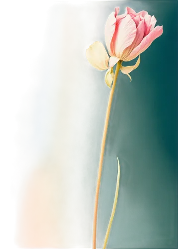 tulip background,pink tulip,flower background,carnation flower,cosmos flower,pink carnation,pond flower,flowers png,single flower,small flower,pink flower,autumnalis,zephyranthes,paper flower background,stamen,defocus,artificial flower,petal,flower,blume,Art,Classical Oil Painting,Classical Oil Painting 34