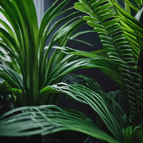  interior  stepa plant 

,tropical greens,green plants,green wallpaper,dark green plant,tropical leaf pattern,tropical jungle,plants,tropical leaf,green plant,jungle leaf,palm leaves,tropical floral b