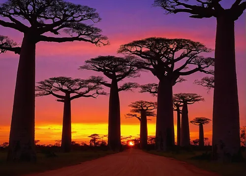 adansonia,jacaranda trees,east africa,africa,golden trumpet trees,cameroon,jacaranda,deadvlei,madagascar,tree grove,baobab oil,serengeti,colorful tree of life,herman national park,kenya africa,rwanda,pine forest,wonders of the world,tsavo,tree of life,Art,Classical Oil Painting,Classical Oil Painting 12