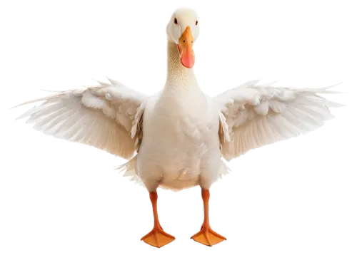 White goose, adult, solo, standing, wings slightly spread, orange beak, brown eyes, fluffy feathers, soft lighting, 3/4 composition, shallow depth of field, warm color tone, natural scenery, cinematic